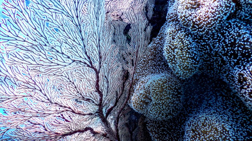 coraux | corail | récif | mer | océan | eau | bleu