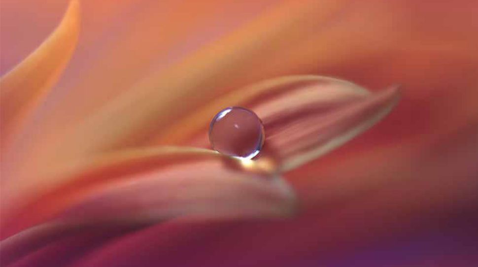 orange | pink | water | drop | nature | flower | petal