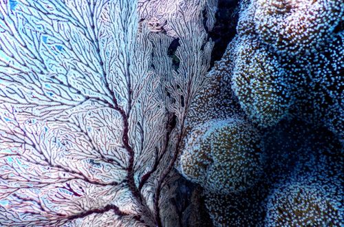 coralli | corallo | scogliera | mare | oceano | acqua | blu